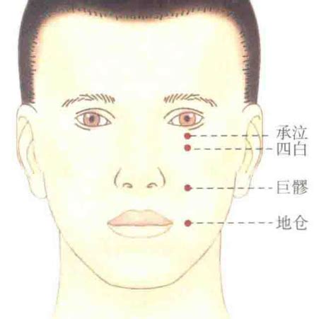 地倉穴位置|地倉(地倉穴):名稱釋義,定位,解剖,主治,操作,臨床運用,配伍,功效,。